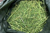 Alfalfa Horse Hay and Alfalfa Hay For Animal Feed