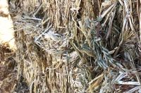 Oat Hay , Alfalfa Hay Rhodes Grass