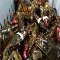 Fresh and frozen live canadian lobster, LIVE and FRESH LOBSTER