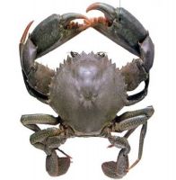 Premium Quality Bangladeshi Fresh Mud Crab