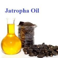 Jatropha Seed Oil