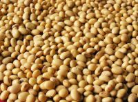 Soy Beans