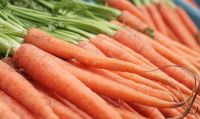 FRESH CARROTS