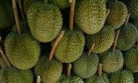 FRESH DURIAN FOR SALE