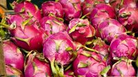FRESH DRAGON FRUIT HIGH QUALITY WITH BEST PRICE
