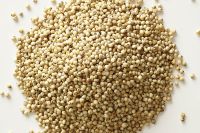 SORGHUM