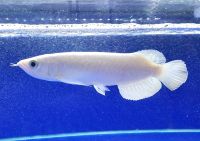 Platinum Arowana