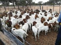 Pure Red Head Boer Goats
