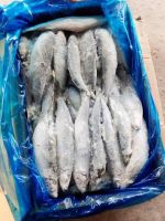 frozen mackerel fish for sale