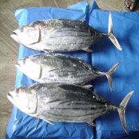 Frozen Skipjack Tuna Fish