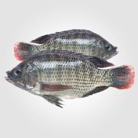 tilapia fish for sale