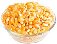 yellow corn for sale