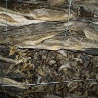 Dried Stock Fish for sale