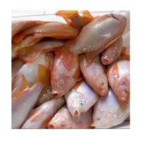 Red Tilapia for sale