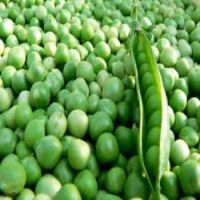 Frozen IQF Green Peas