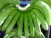 Fresh Green Cavendish Banana