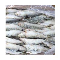 wholesale frozen seafood ocean fish sardines