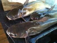 Catfish fish, dried Catfish, smoked Catfish, frozen Catfish, Fresh Catfish