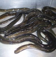 Frozen Eel, Live Eel, Fresh Eel