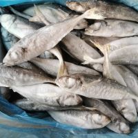 Frozen Horse mackerel 14+ upwards