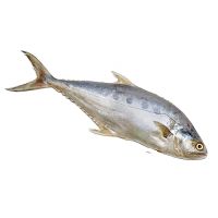 Wholesale Frozen Queen Fish