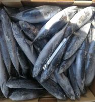 Frozen Bonito Fish, Bonito fish, Bonito Tuna Fish