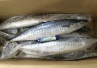 King Mackerel, King fish Mackerel, King Mackerel fish