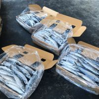 Pacific Mackerel, Frozen Pacific mackerel