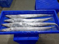 Ribbon Fish, Frozen Ribbon Fish