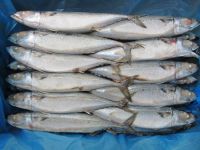 Jack Mackerel, Frozen Jack Mackerel