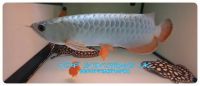 Arowana fish for sale, Arowana fish