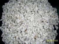 Sell Cotton Seeds and Cotton Seed Hull