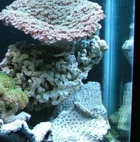 Sell aquarium tank