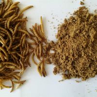 Meal worm animal feed chicken feed