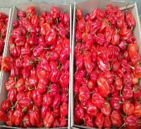 red chile