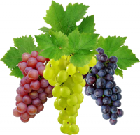 fresh Grapes