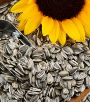 SUNFLOWER KERNELS