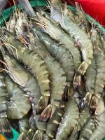 Fresh and Frozen seafood for sale