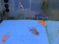 Arowana Fishes in Silver, Gold, Platinum , Red and Blue Colors for sale