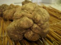 WHITE  TRUFFLES