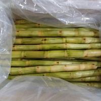 Sugar cane