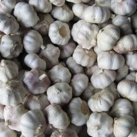 Fresh Garlic