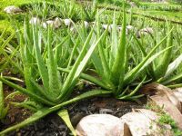 HIGH QUALITY FRESH ALOE VERA USED IN THE FIELD OF COSMETIC