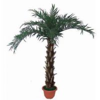 Sell  Palm Tree