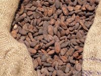 Forastero cocoa bean