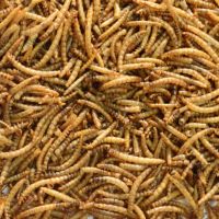 Dried Mealworms