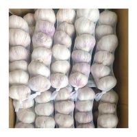 Garlic Garlicgarlic Fresh Garlic Producers 2022 New Crop Garlic Price