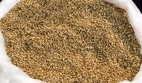Coriander Seed & Powder
