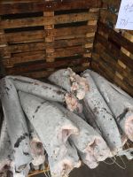 Wholesale Sword Fish DWT Sea Frozen Swordfish HGT