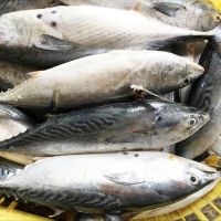 Frozen Bonito For Bait, Chum Bonito Fish